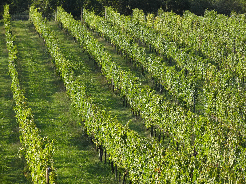 Agenzia Immobiliare San Martino