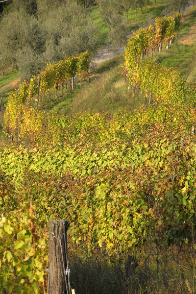 Agenzia Immobiliare San Martino