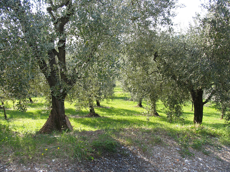 Agenzia Immobiliare San Martino