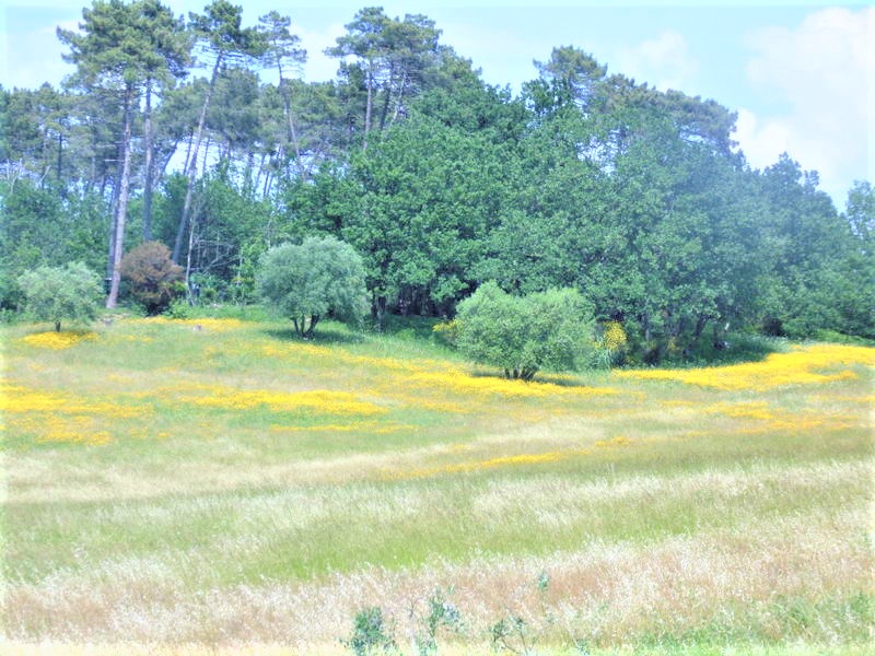 Agenzia Immobiliare San Martino