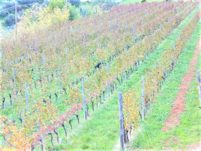 Agenzia Immobiliare San Martino